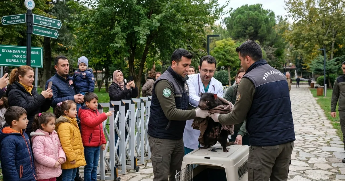 Avustralya'da 15 gün kaybolan Tazmanya canavarı Mary bulundu