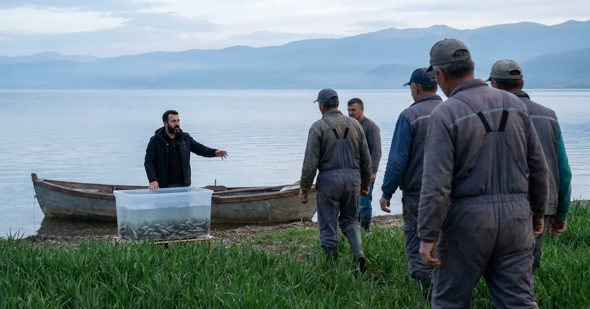 Ohri Gölü'ndeki alabalık popülasyonu yeniden canlanıyor